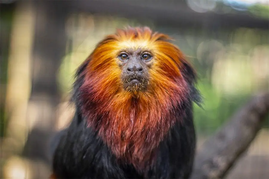 Golden-headed lion tamarin