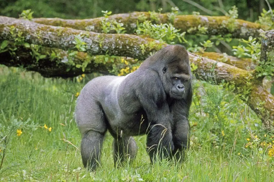 Eastern lowland gorilla