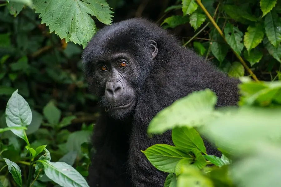 Eastern lowland gorilla