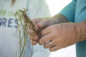A volunteer twirls seagrass around floral wire.