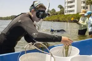 A woman pulls seagrass from a bucket