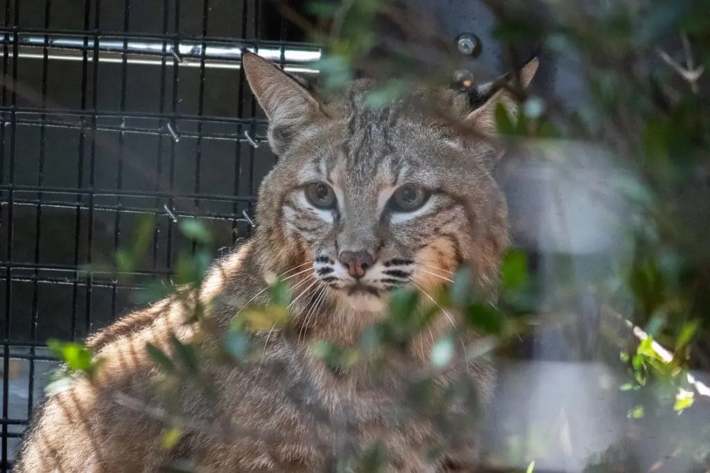 A bobcat