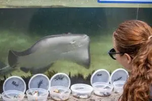 A woman looks at a stingray