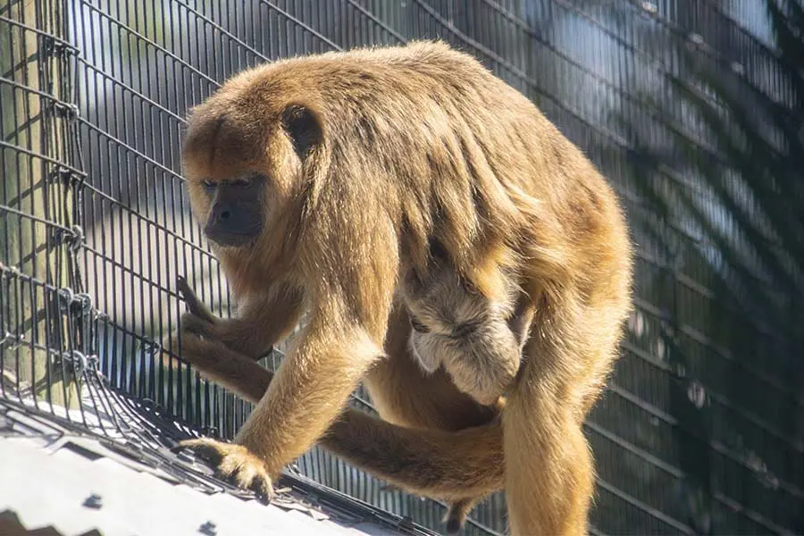 Baby howler monkey on mom.