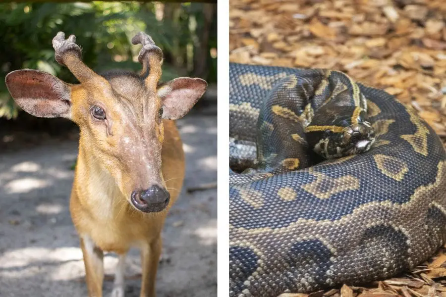 Wonton the muntjac (left) and Saga the python