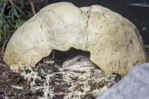 A blue-tongued skink peeks out of a hide. 