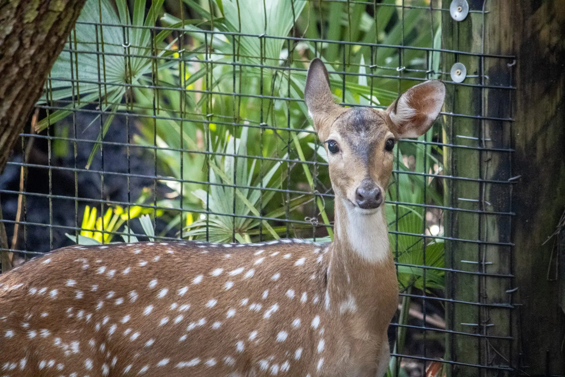 Peach the fallow deer stands in her habitat.
