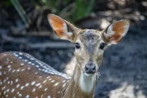 Peach the fallow deer stands in her habitat.
