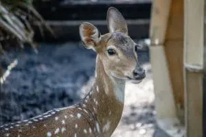 Peach the fallow deer in her habitat