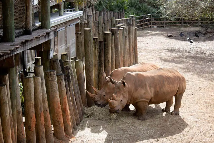 Two Southern white rhinos