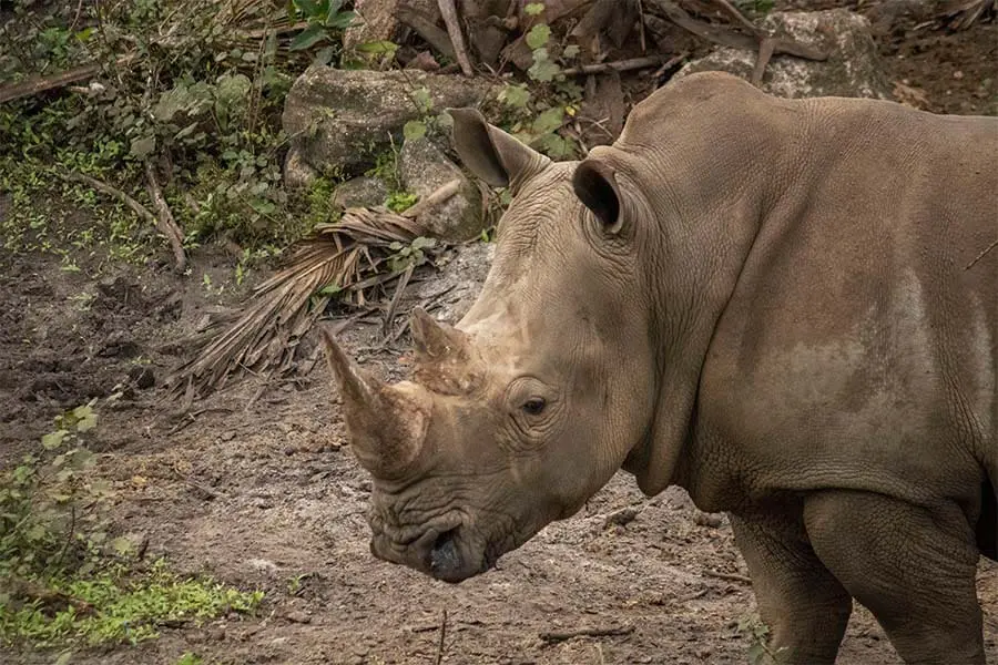 Southern white rhino