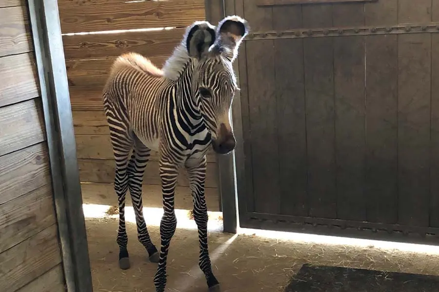 Baby zebra