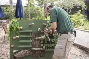 A keeper places a snake on an enrichment wall.