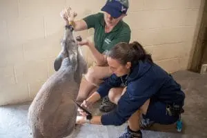 One keeper feeds a red kangaroo a bottle while the other keeper checks the kangaroo's pouch. 