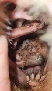 A photo of a joey in her mother's pouch