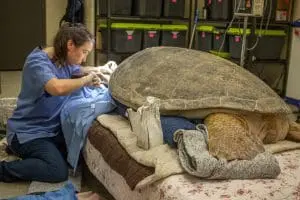 Dr. Kyle Donnelly cleaning adult green sea turtle Jolene's wound.