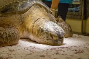 Adult green sea turtle Jolene