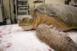 Adult green sea turtle Jolene