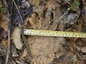 A Malayan sunbear footprint.