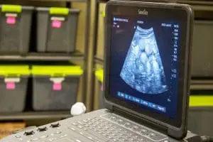 Ultrasound image of adult green sea turtle Jolene's eggs.