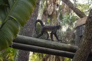 A black-handed spider monkey makes their way through a sky tunnel. 