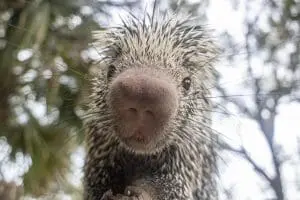 Prehensile-tailed porcupine