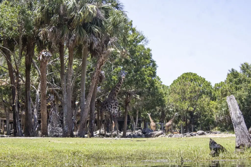 Giraffe standing in a clump of trees.