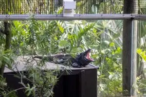 Leonard, our Grand Cayman blue iguana, opens his mouth.