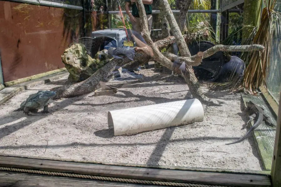 Two iguanas look at each other.