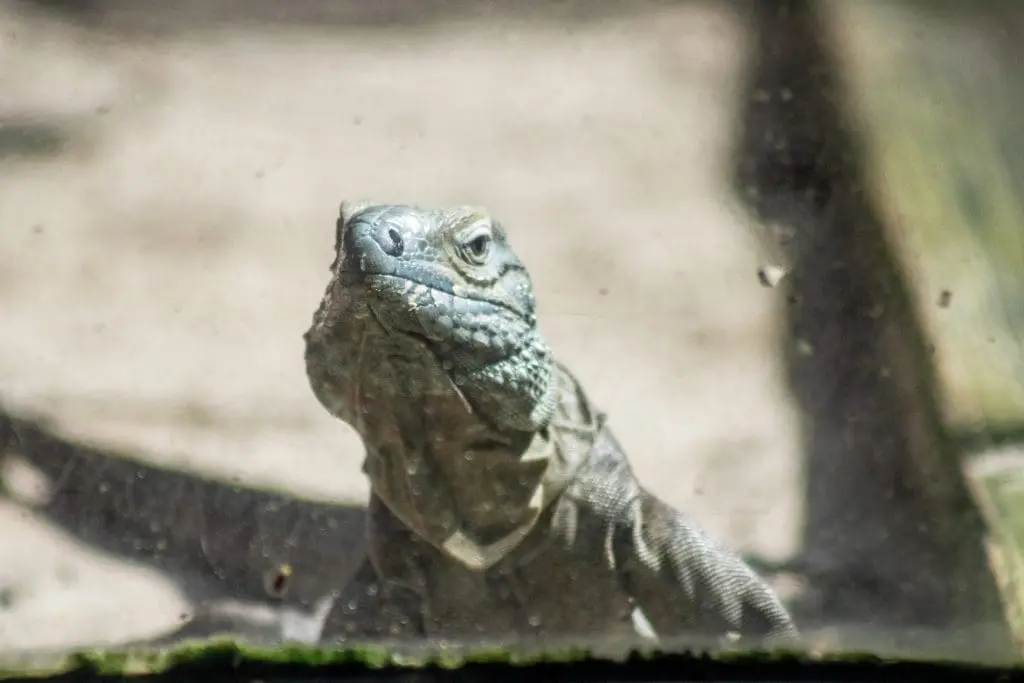 Lucia, our female Grand Cayman blue iguana