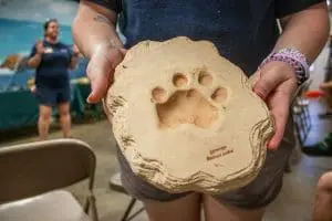 A print of a leopard foot