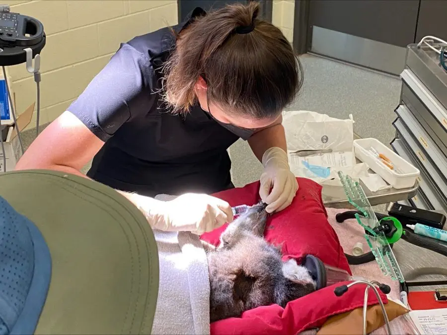 A sedated ring-tailed lemur receives gold bead acupuncture.