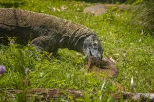 Sheldon the Komodo dragon eating a deer carcass.