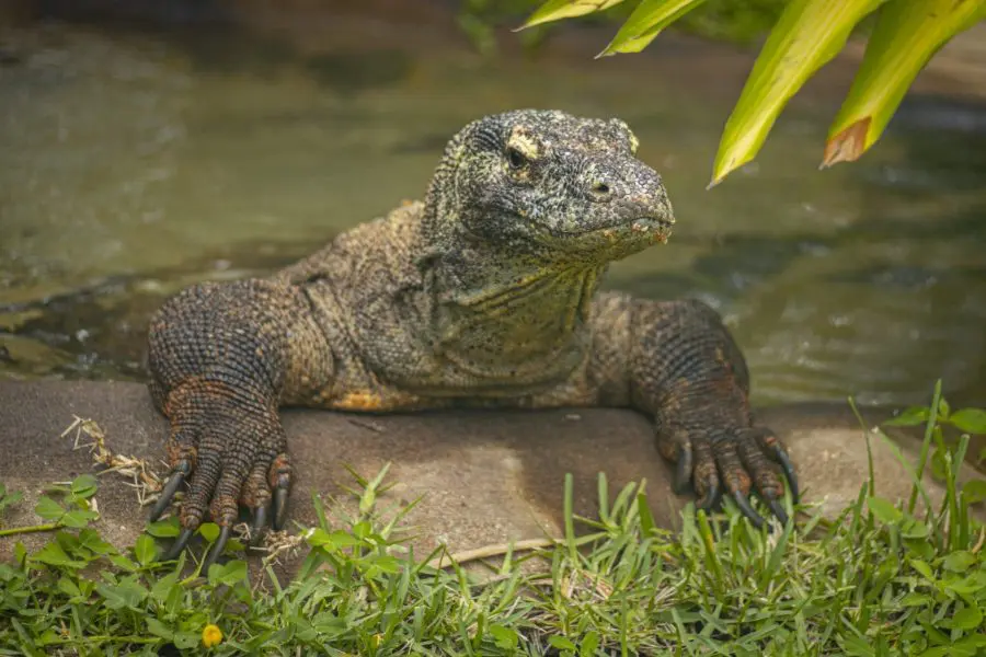 Sheldon the Komodo dragon sitting on the edge of his pond.