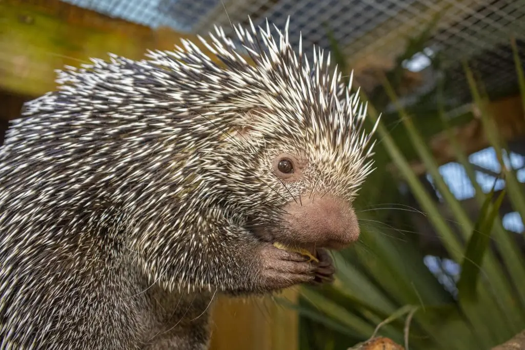 Shelley the Brazilian porcupine eating.