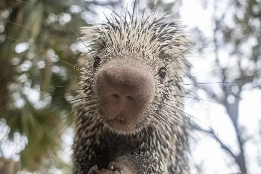 An up-close headshot of Shelley.