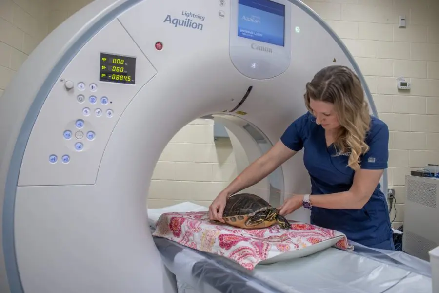 A veterinary nurse places a freshwater turtle on the bed of a CT.