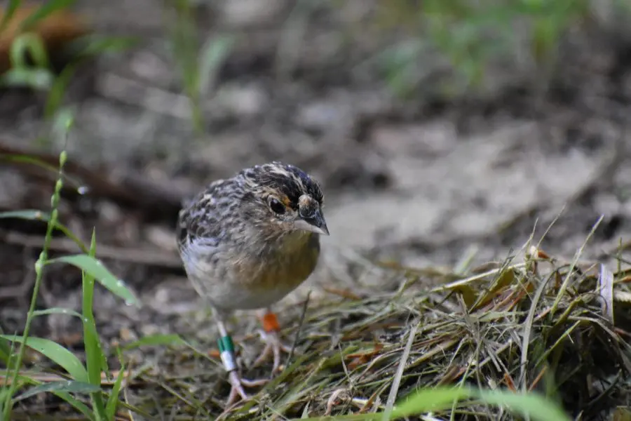 Florida grasshopper sparrow