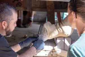 Two people place polyurethane rubber shoes on Rafiki