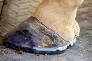 Rafiki the giraffe's polyurethane rubber shoes