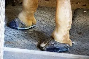 Rafiki the giraffe wearing special custom-made polyurethane rubber shoes.