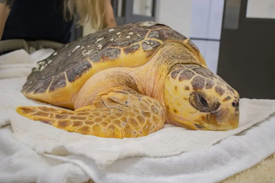 A loggerhead sea turtle