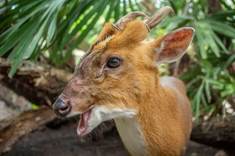 Kirby the Reeve's muntjac