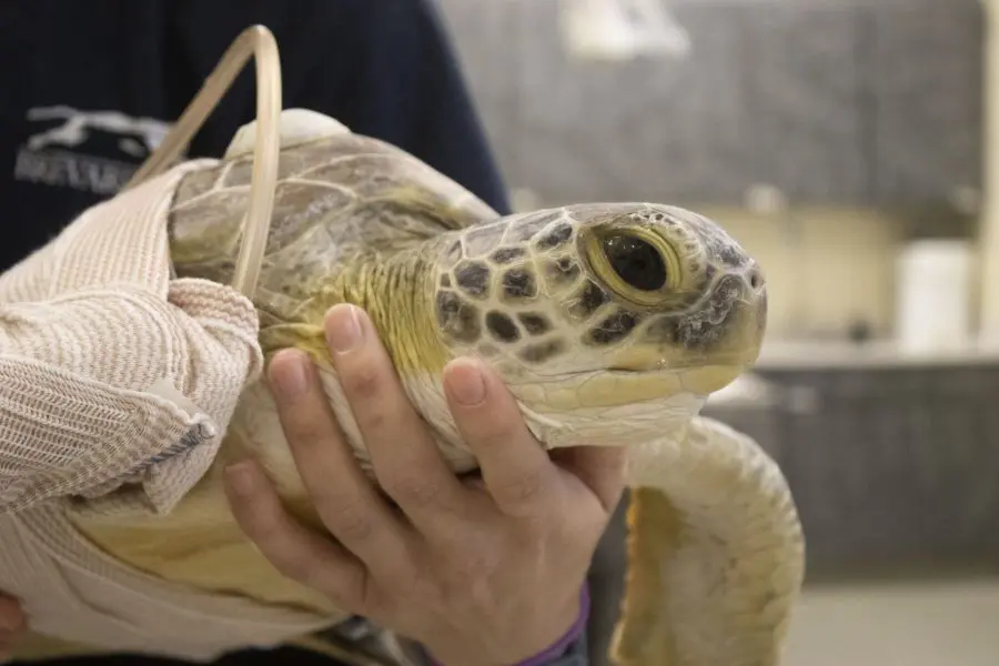 Headshot of green sea turtle.