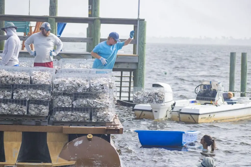 Man tossing an oyster gabion onto a small blue boat.