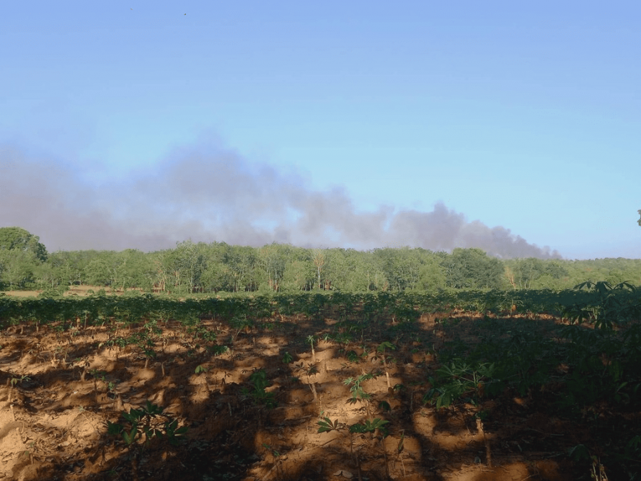 Wildfire smoke rising above the treeline