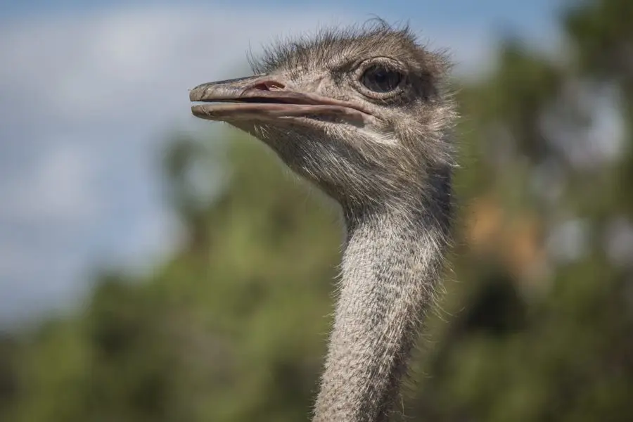 A close-up of an ostrich looking off to the left-hand side.