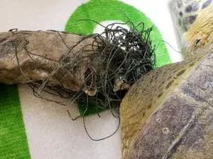 Fishing line wrapped around a green sea turtle's flipper. 
