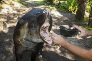 A Baird's tapir with her mouth open