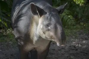 A Baird's tapir